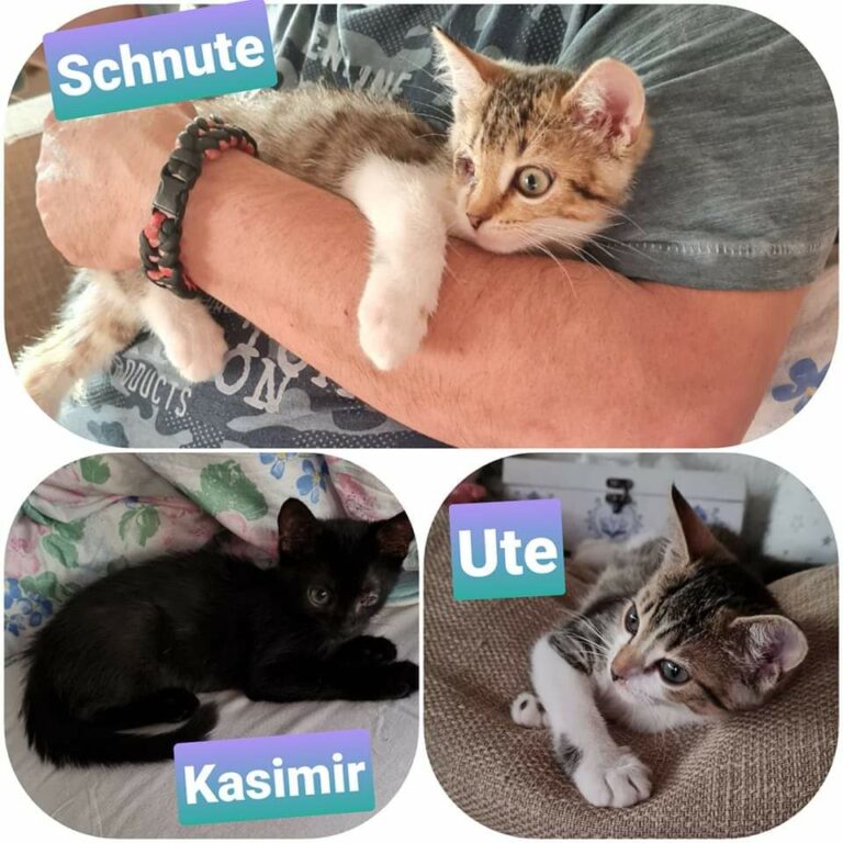 Katzen Tierschutz Euskirchen e.V.