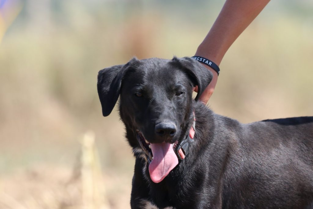 Zuhause gesucht Tierschutz Lasa AT/D/L