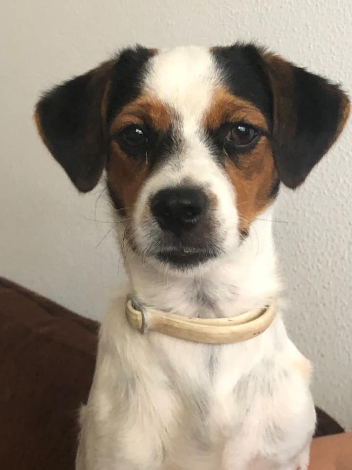 Zuhause gesucht Tierschutz Lasa AT/D/L