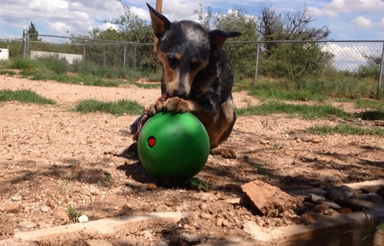 A selfentertaining dog toy Tiffany's Diamond Dogs