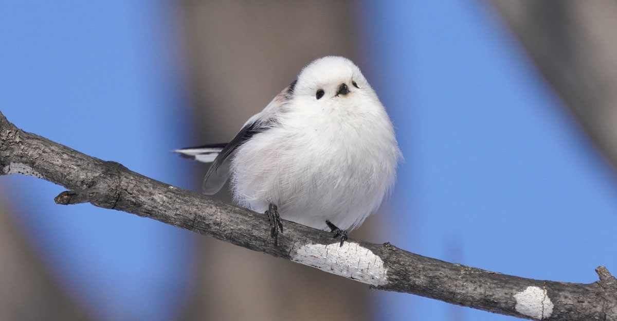 Tiny Birds Look Like Flying Cotton Balls Tiffy Taffy Tiffy Taffy