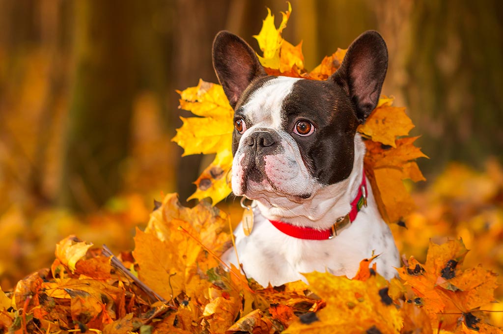 Five Fall Yard Safety Tips for Pets Tigard Life