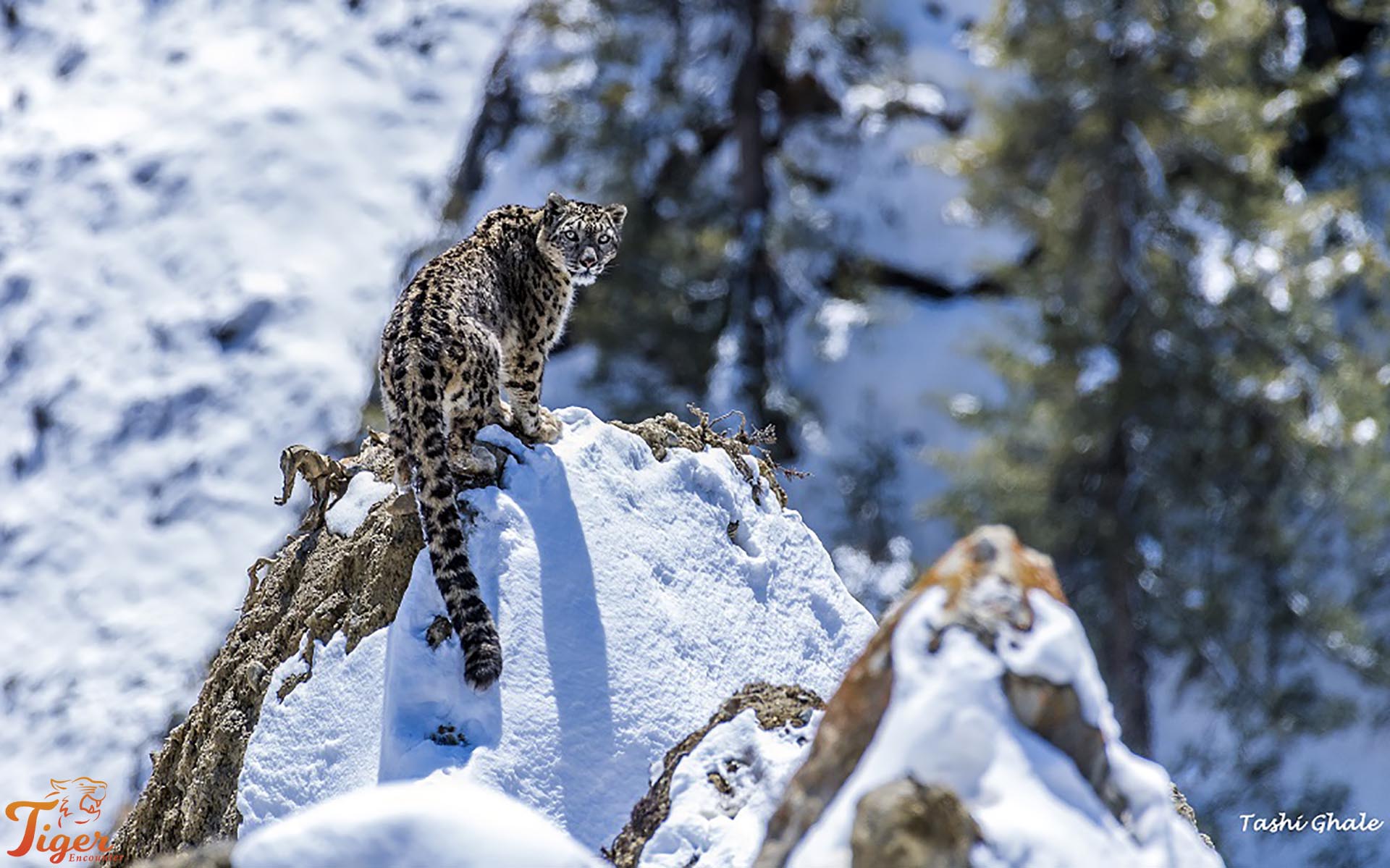 Snow Leopards Hunting Their Prey