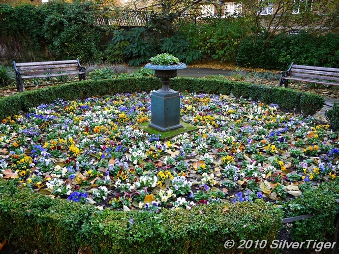 I stayed at home SilverTiger