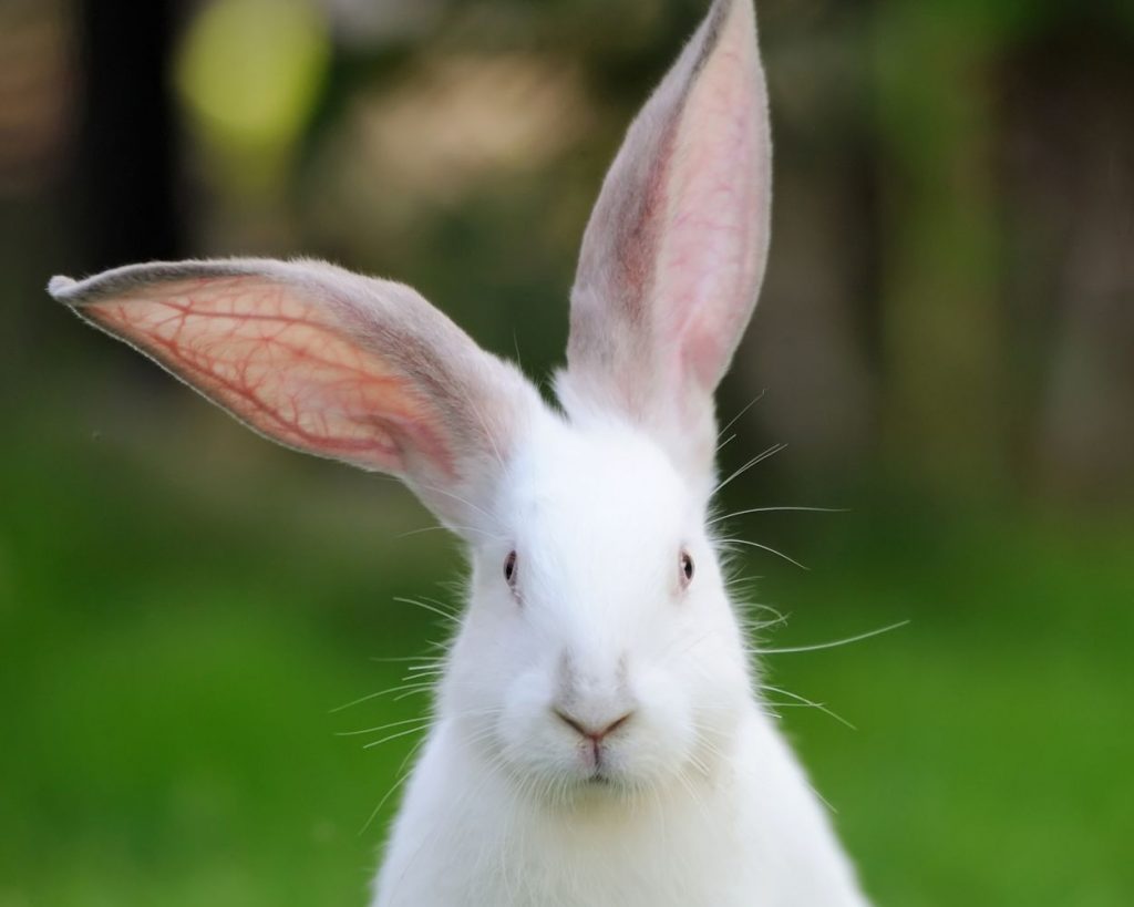 Dürfen Kaninchen Gurken essen? Vermeide diesen Fehler Tiier