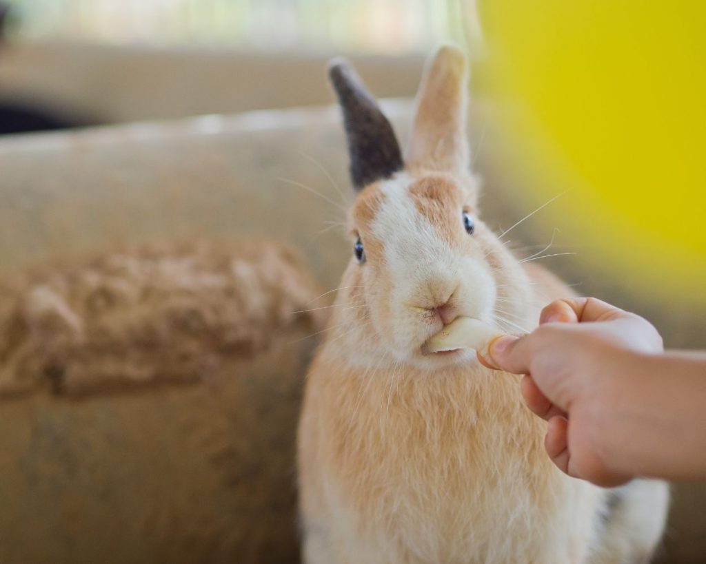 Dürfen Kaninchen Gurken essen? Vermeide diesen Fehler Tiier