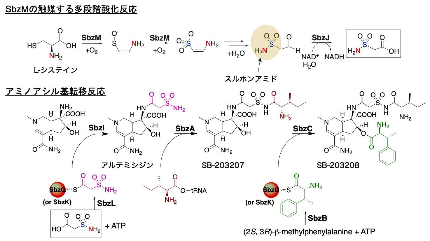 アミノアシルtRNA合成酵素 Aminoacyl tRNA synthetase JapaneseClass.jp