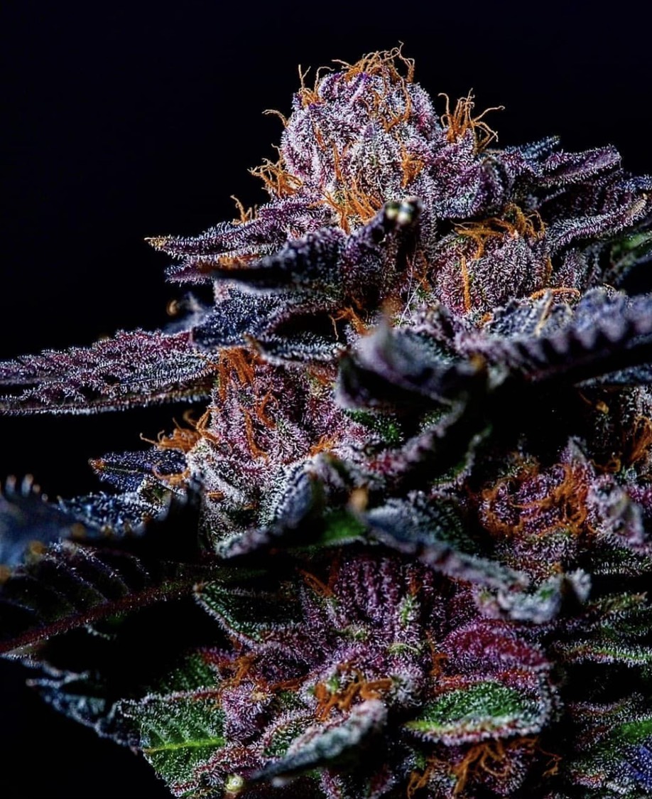 Sherbert Ripple Tiki Madman