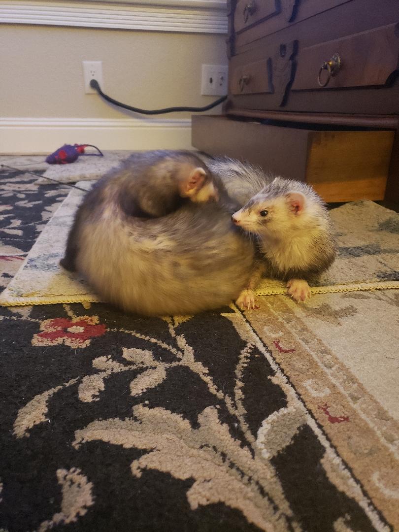 Understanding Ferret Boredom at 3 Years Old Tikitavi Ferrets