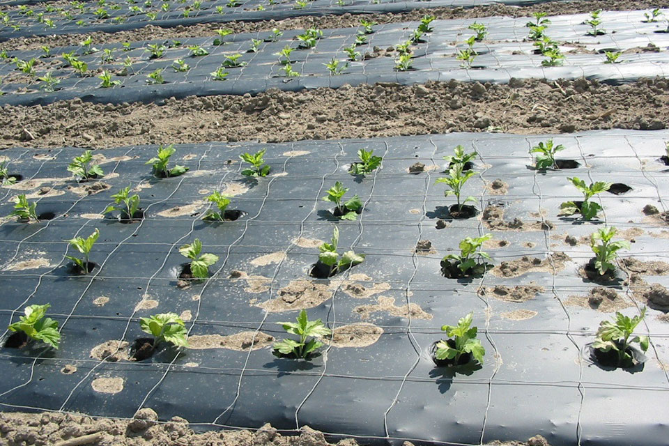 Mulch Film Roll HighQuality Mulching Films Tilak Polypack