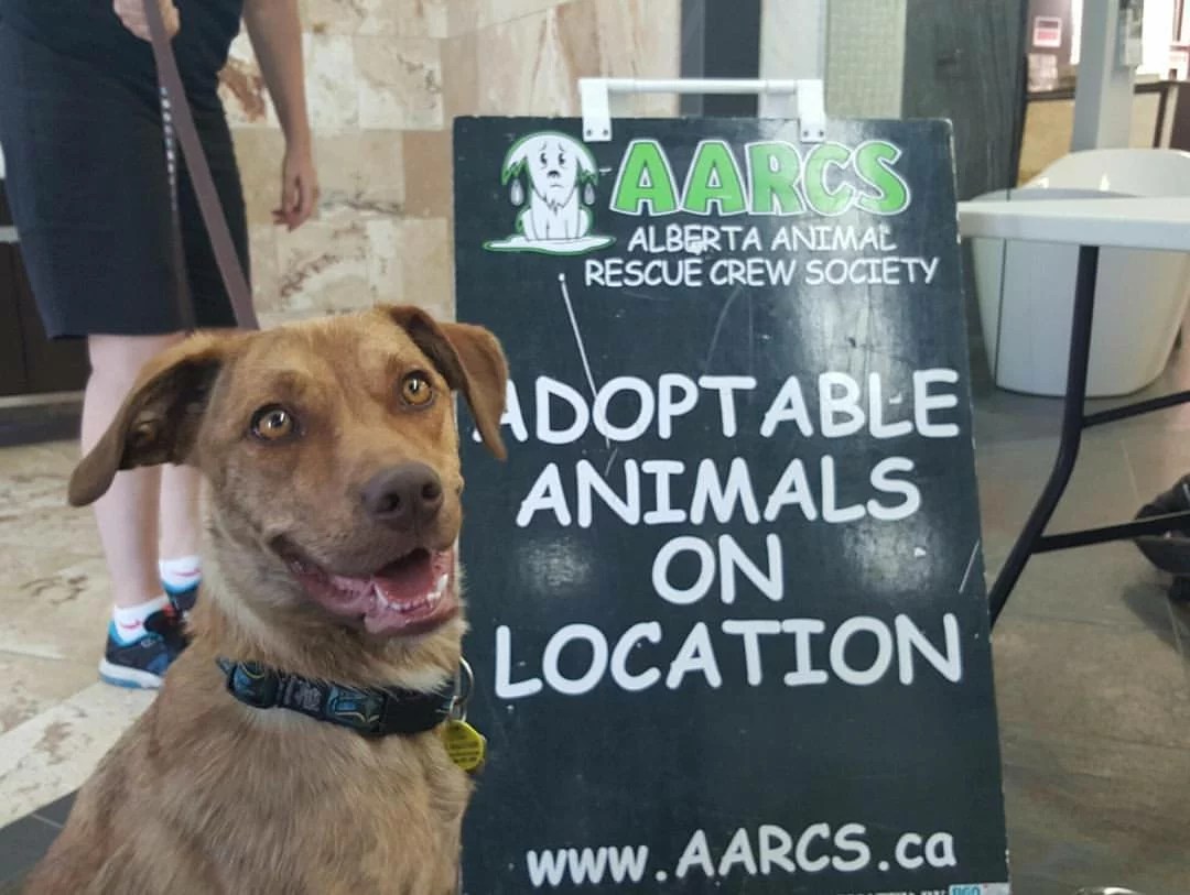 Aarcs Adoptable Dogs 2025