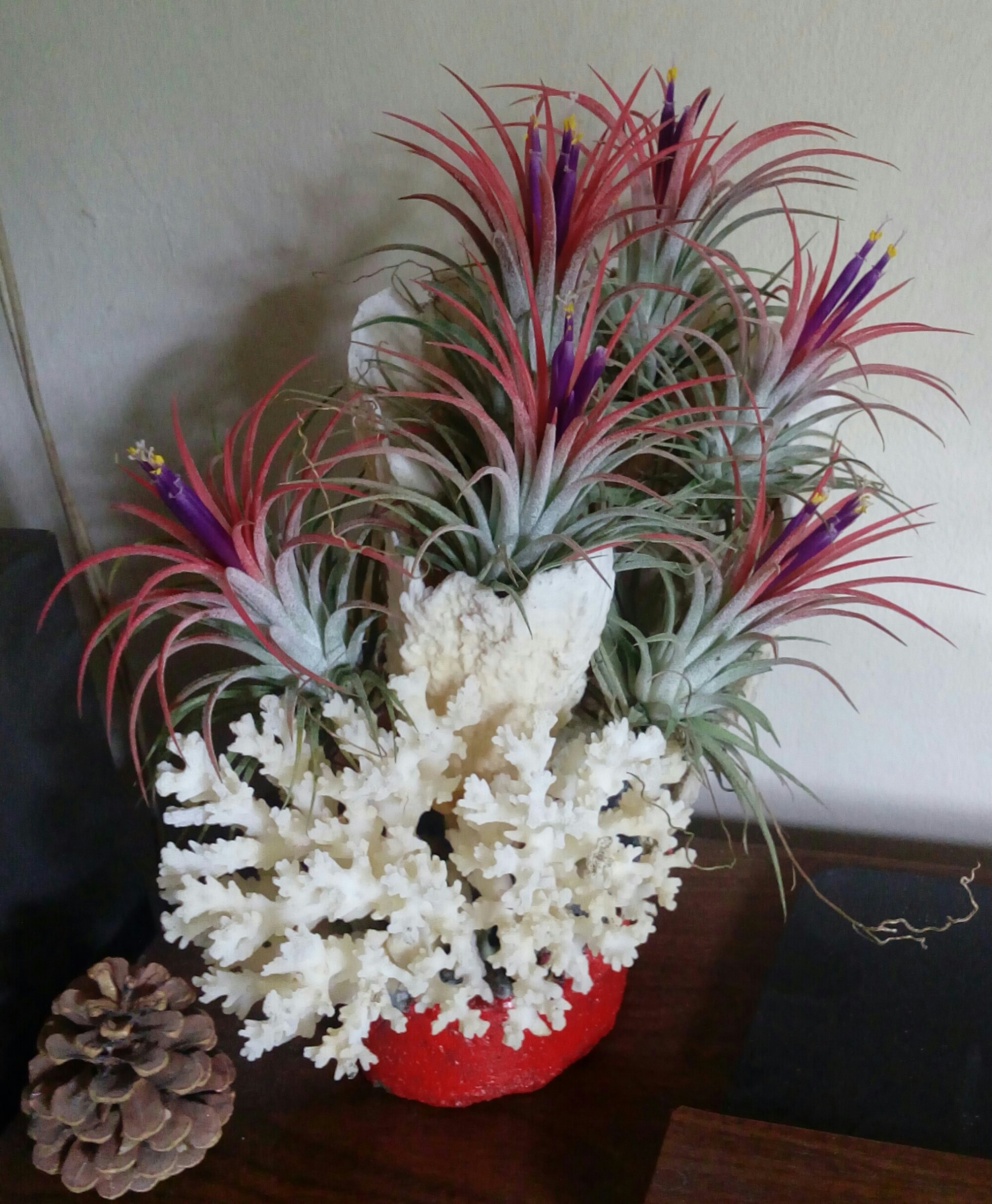 Inspirasi 40+ Cara Adaptasi Tanaman Epifit