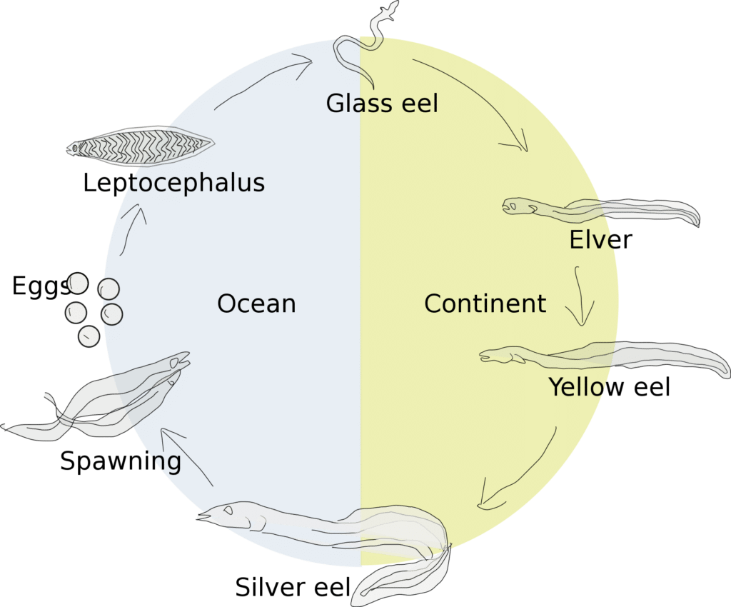 Eels Why Does No One Know Where These Weird Fish Come From?