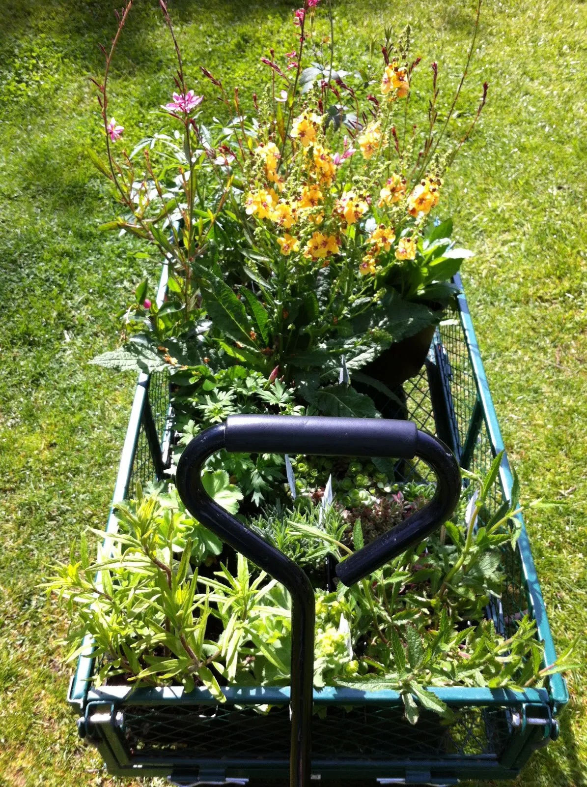 Top Ten Easiest Plants to Grow for Your Chickens Tilly's Nest