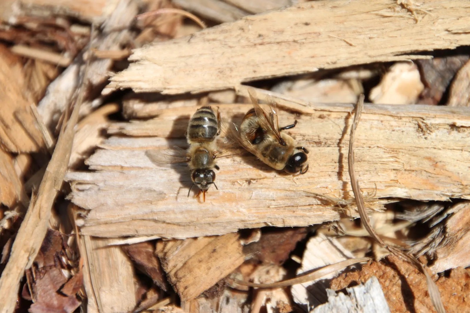 Observing the Bees Outside the Hives Tilly's Nest