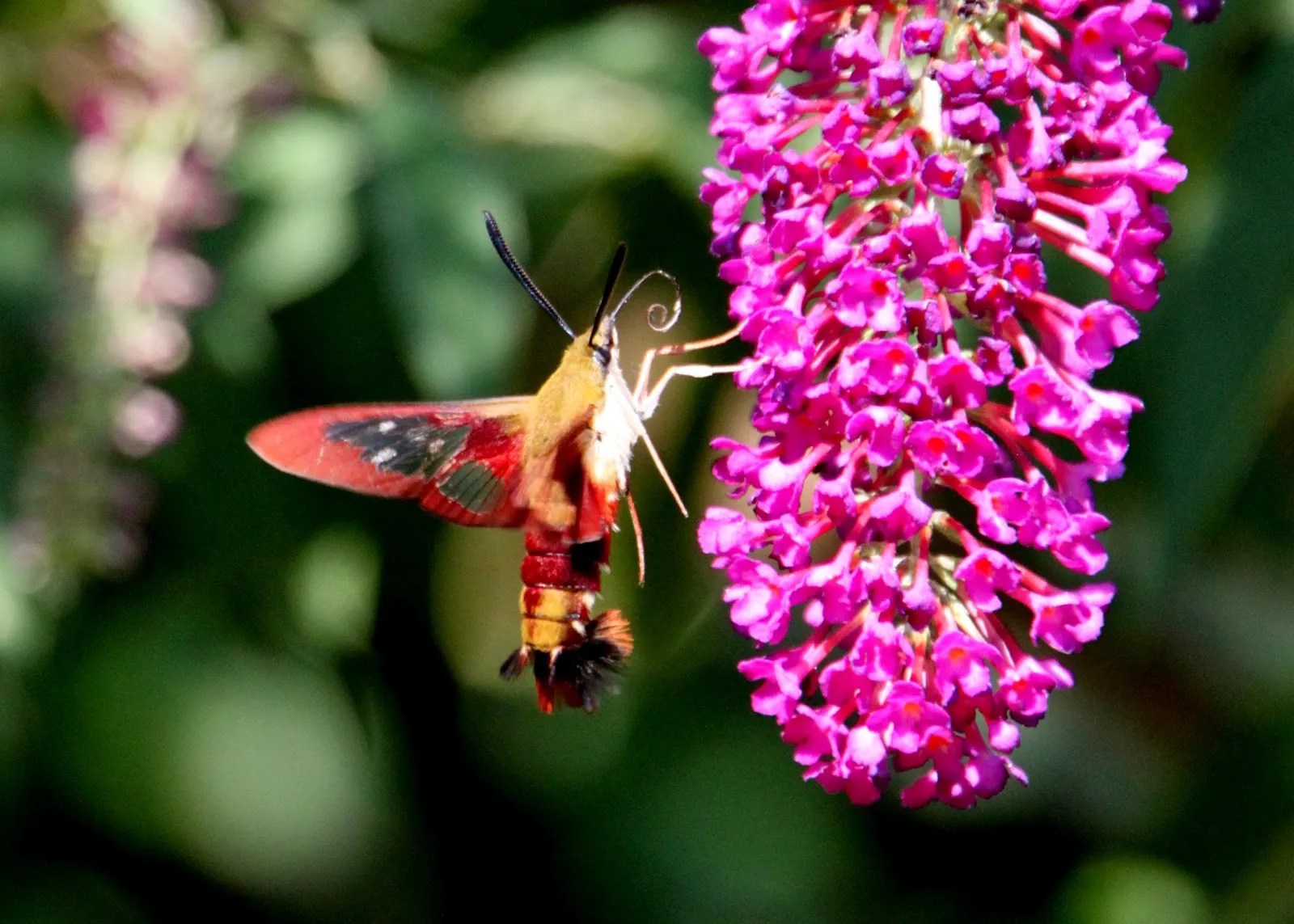 Hummingbird Moth Tilly's Nest