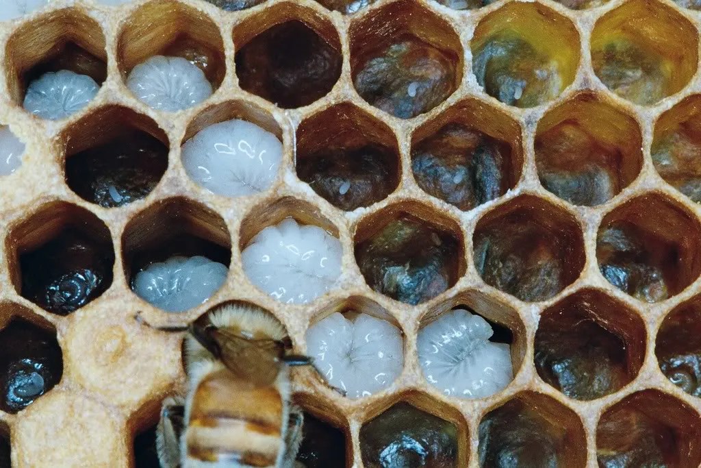 First Week of AprilUpdate on the Beehives Tilly's Nest