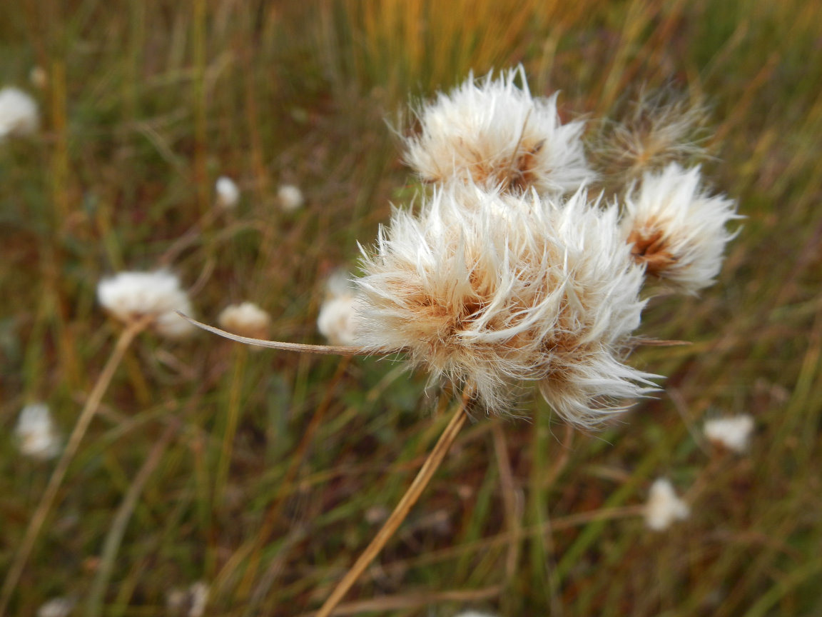 cotton grass The Tilted Pixel