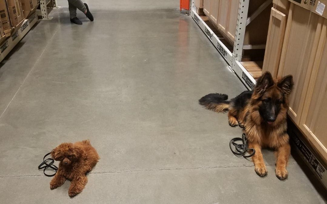 Socializing and Training Our Dogs Tiltonhaus German Shepherds