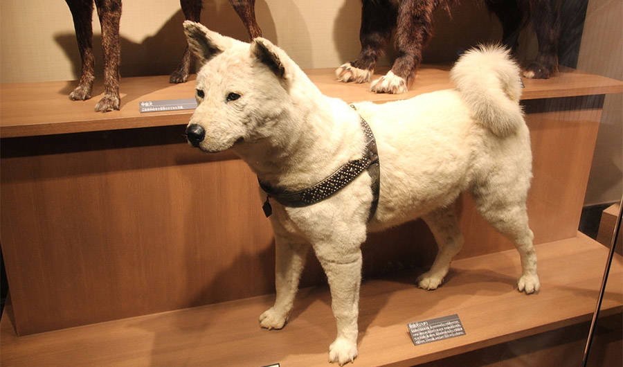 The Heartbreaking True Story Of Hachikō, The World’s Most Loyal Dog