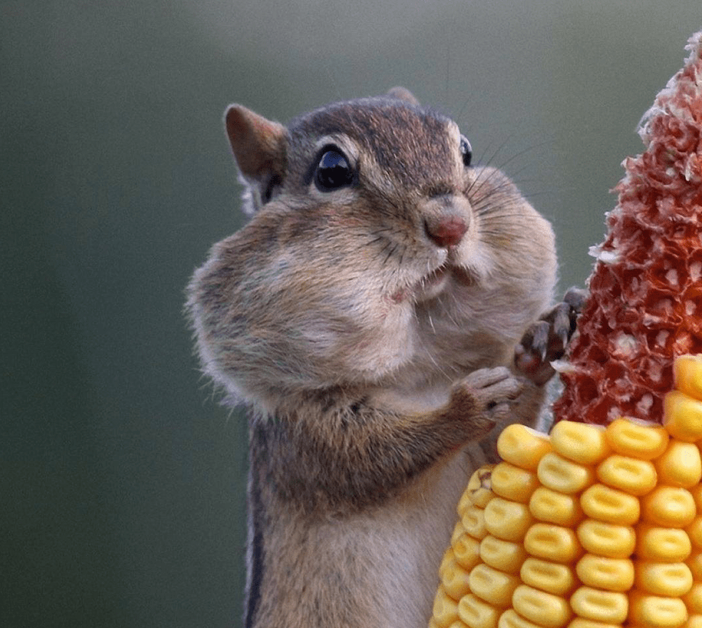 This New Life squirrelcorncob