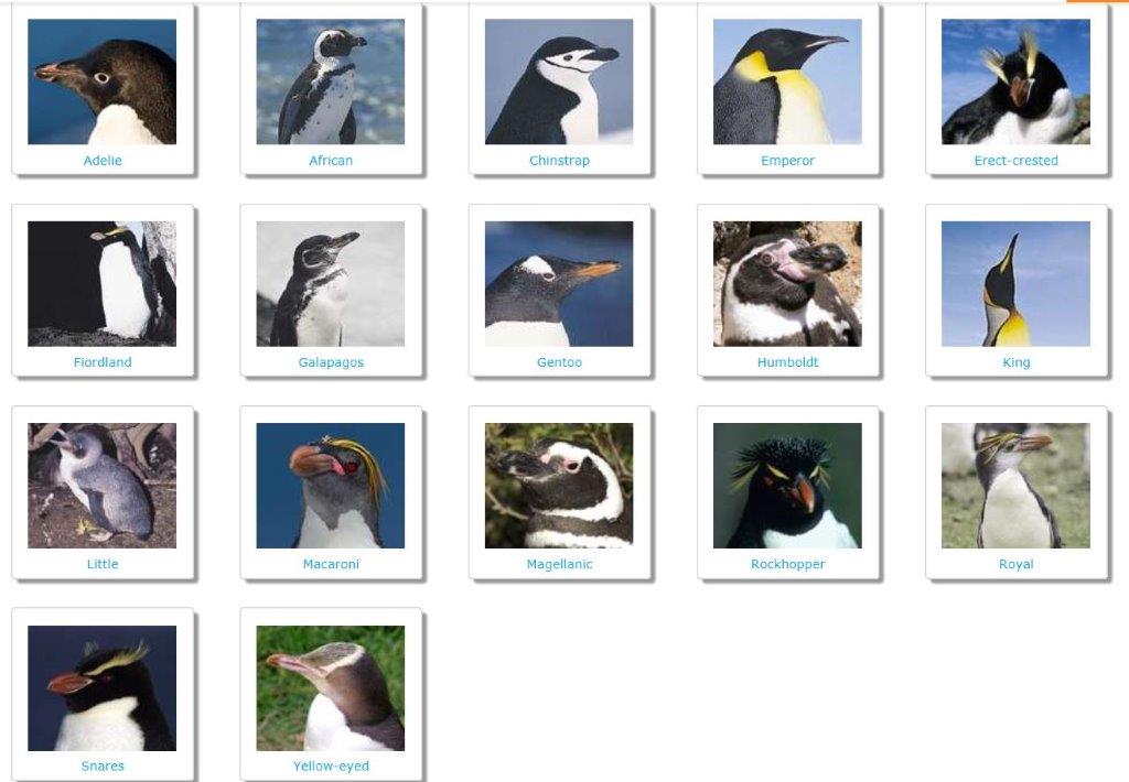 Species of Penguins Photos | Timaru Penguins