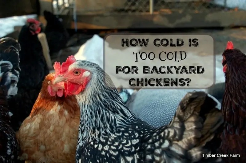 How Cold is Too Cold for Backyard Chickens Timber Creek Farm