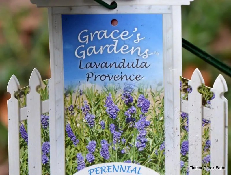 How to Grow,Harvest,and Dry Lavender Timber Creek Farm