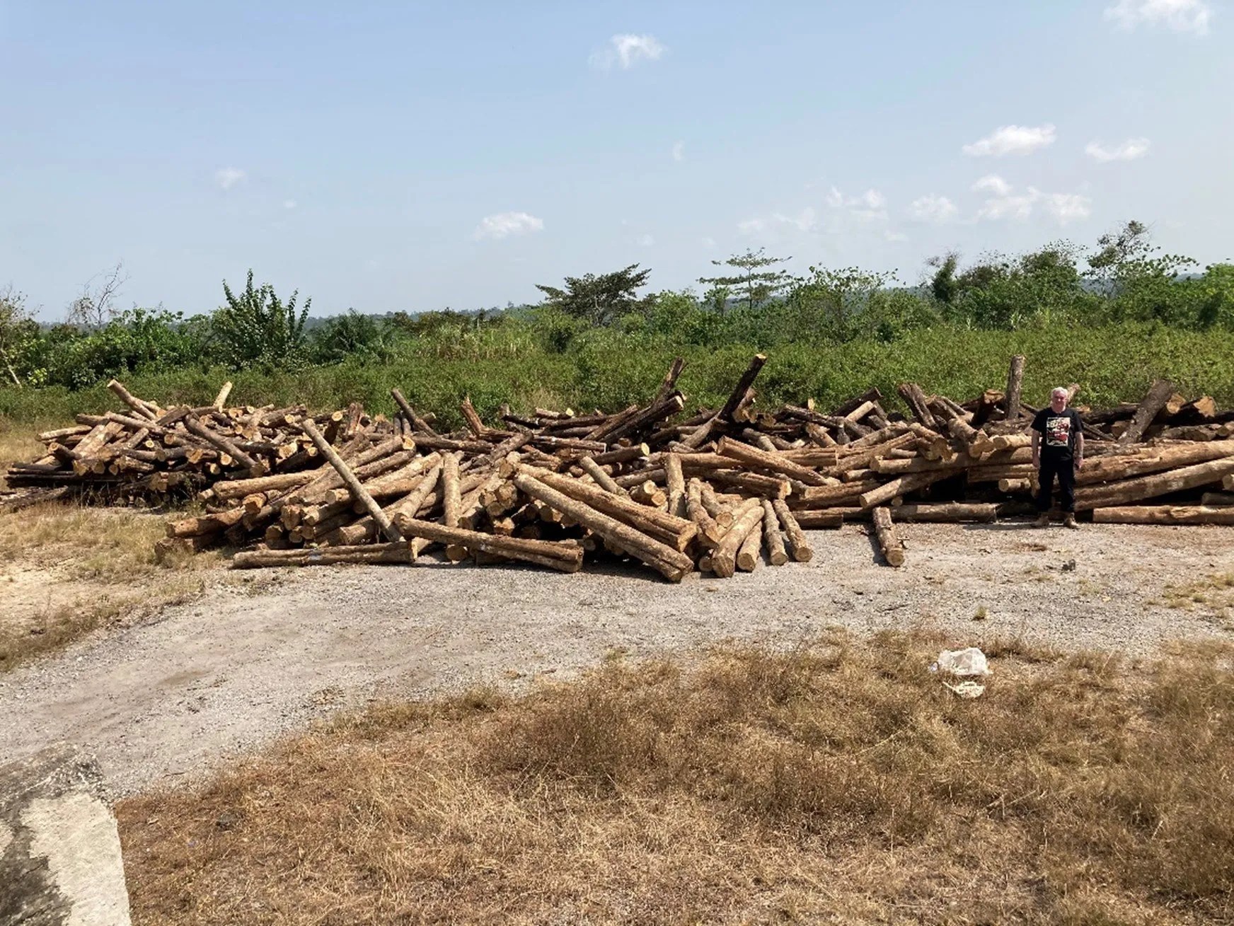 Teak logs come to UK auctions Timber Development UK