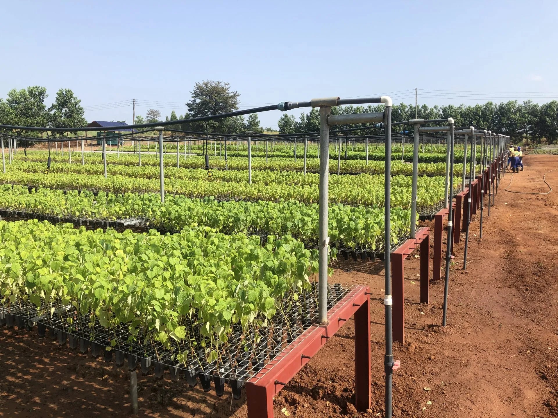 Plantation plywood is a strong alternative to birch ply TDUK