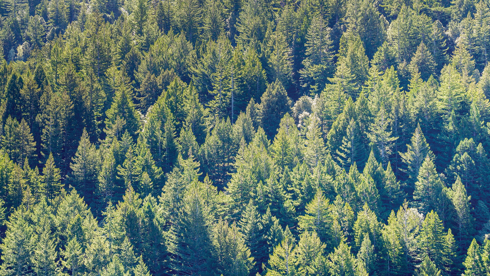 Timber Hills Rental Community