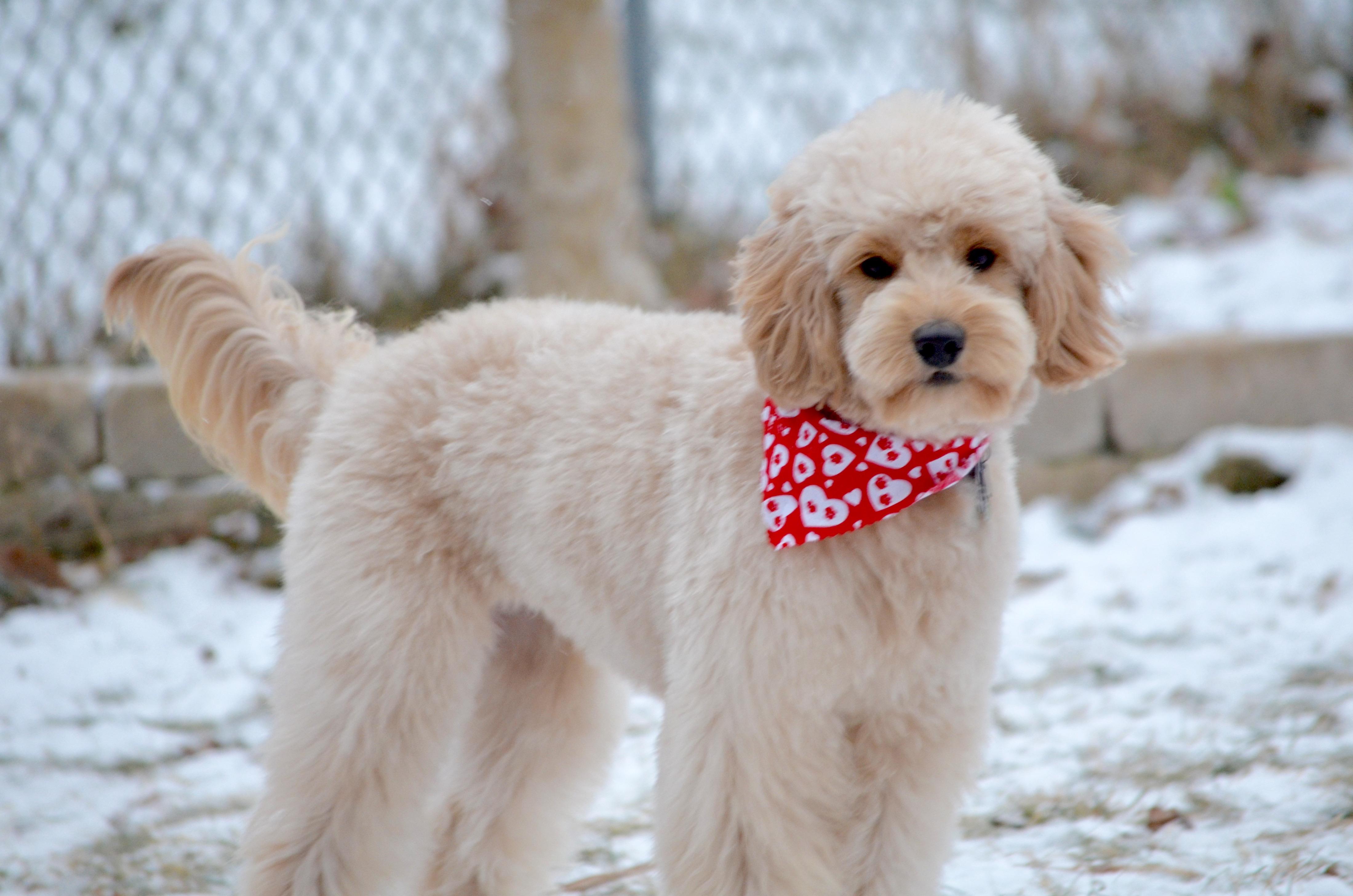 Goldendoodle haircut short ears Timberidge Goldendoodles