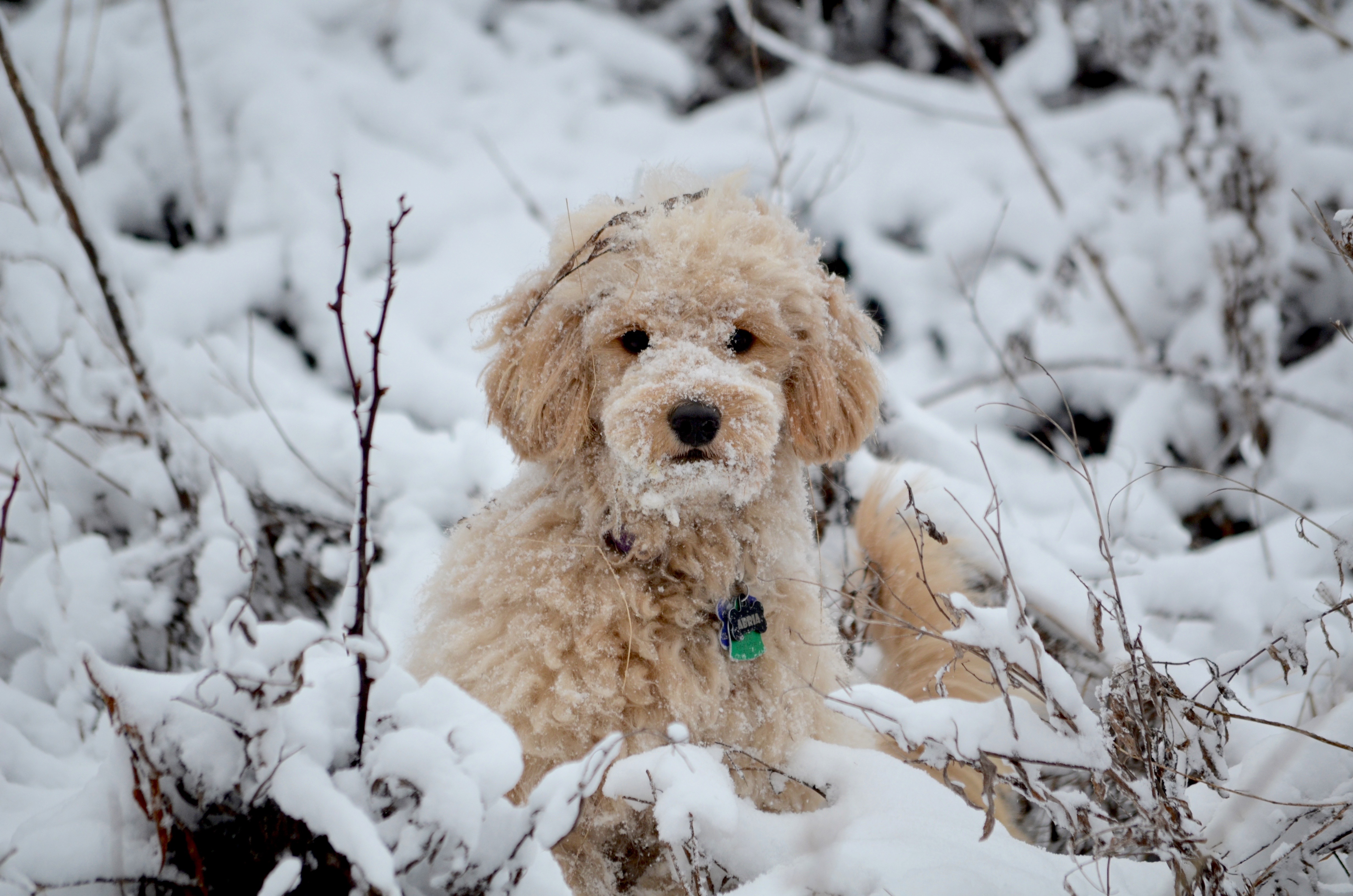 retired goldendoodles for sale