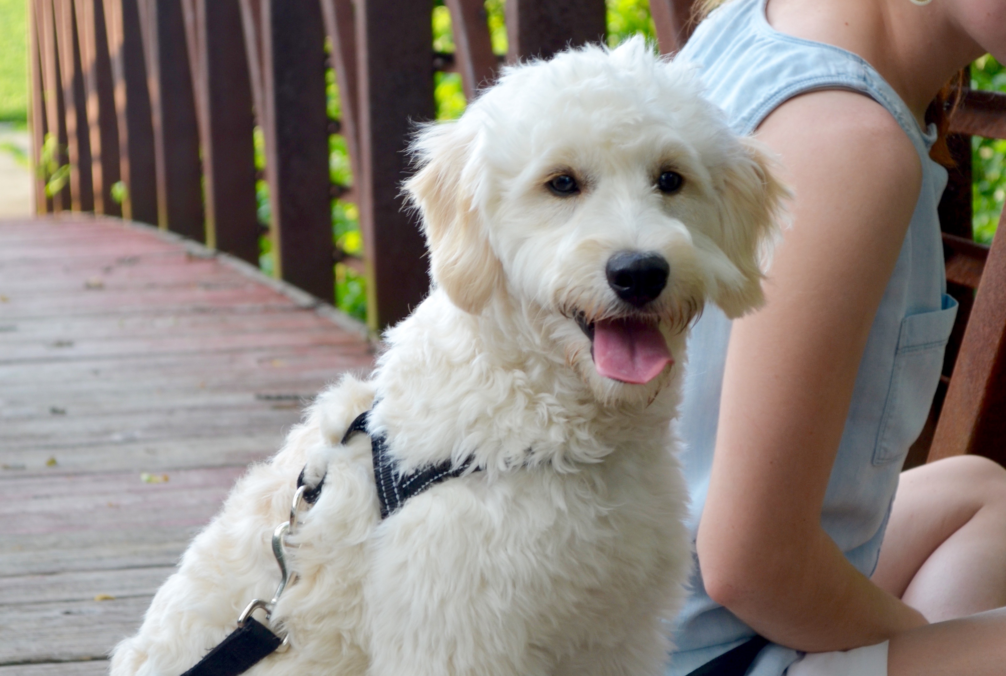 Goldendoodle Haircut Pictures Timberidge Goldendoodles