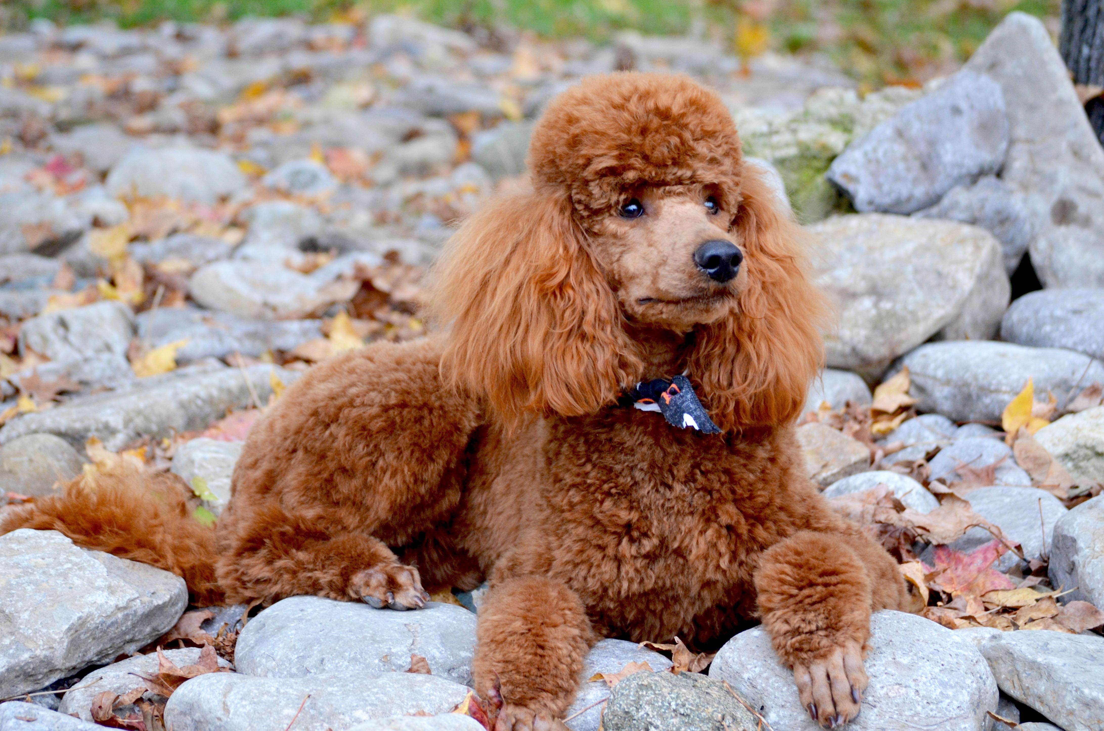 Poodle Kennel Clip Timberidge Goldendoodles