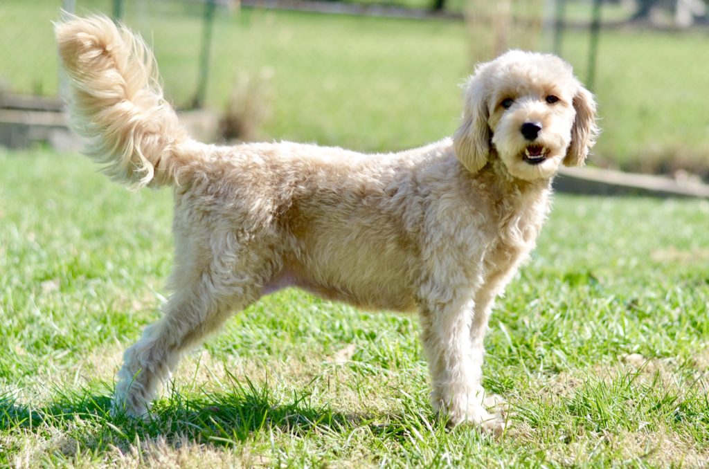 goldendoodle grooming Archives Timberidge Goldendoodles