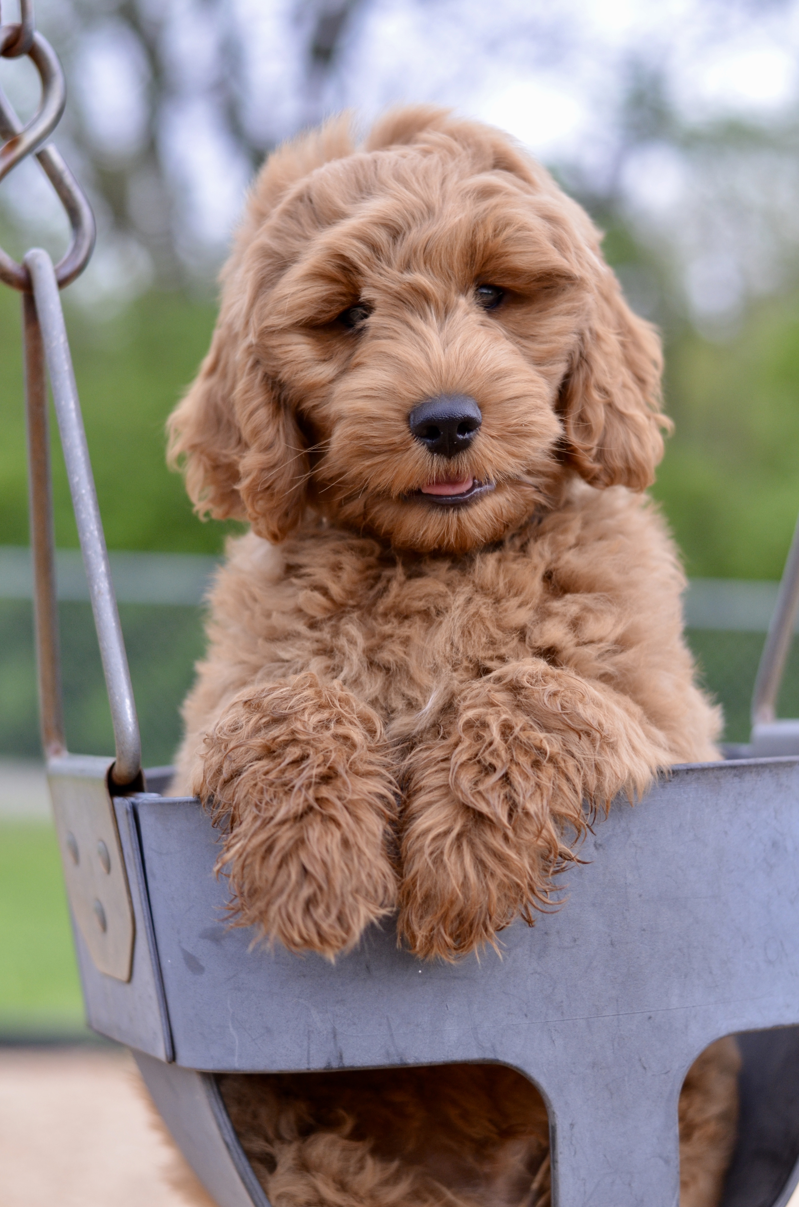 goldendoodle puppy swing Timberidge Goldendoodles