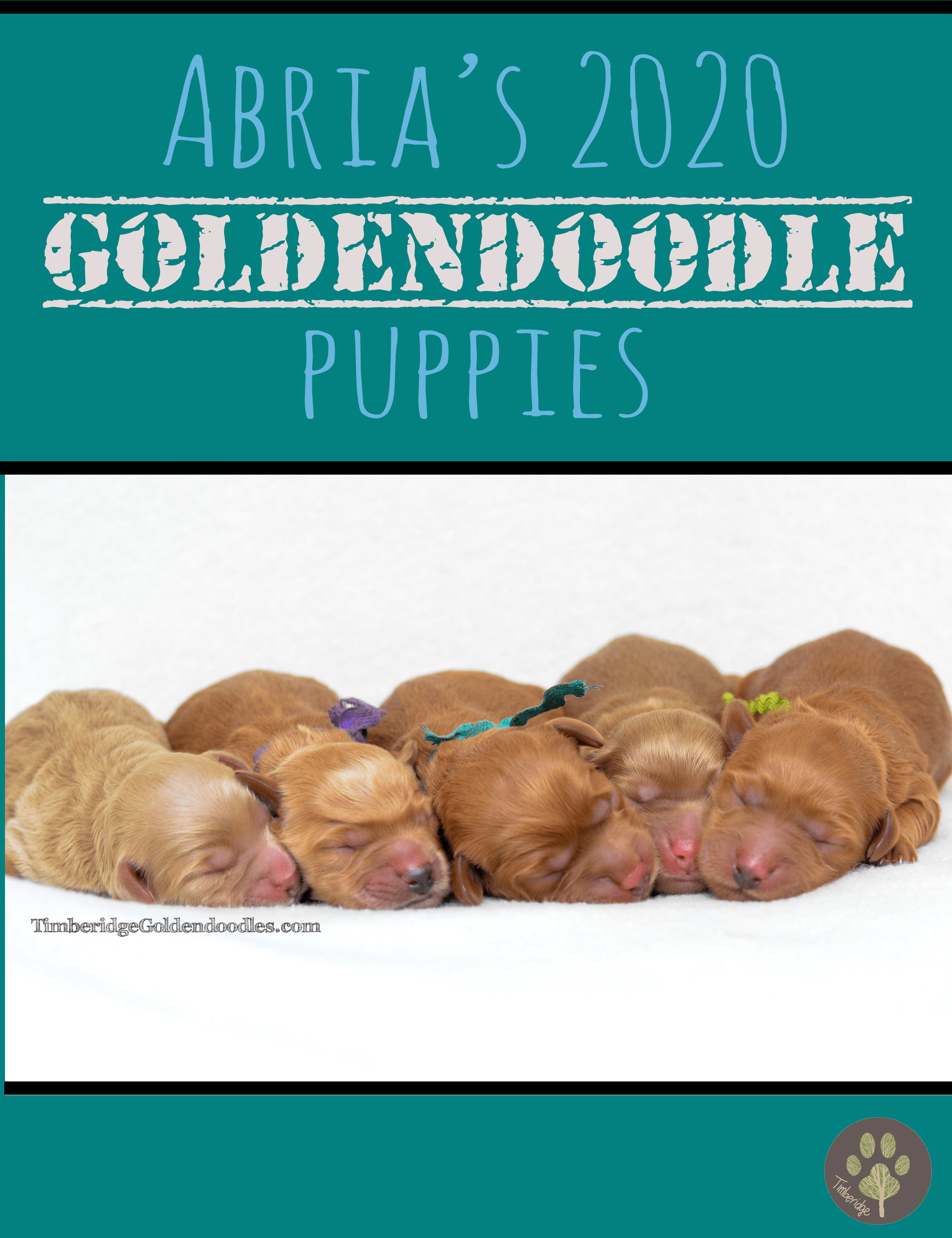 miniature english goldendoodle