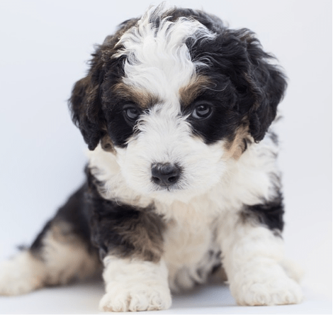 types of doodle breeds