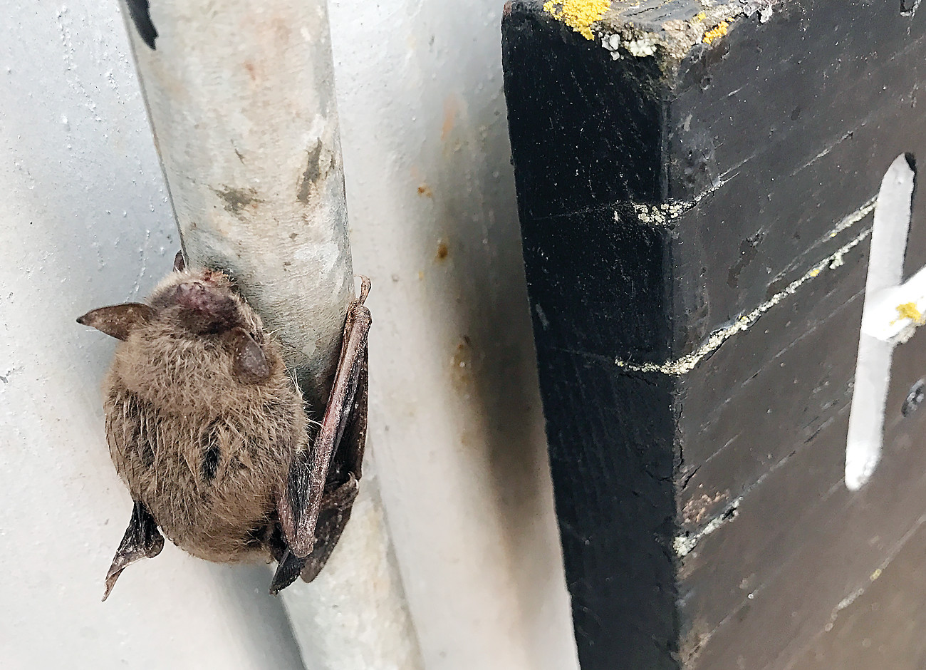 More bat deaths at Soudan The Timberjay
