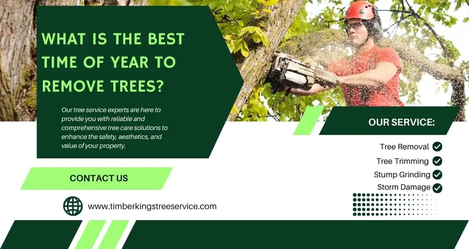 What is the Best Time of Year to Remove Trees? Timber Kings Tree Service