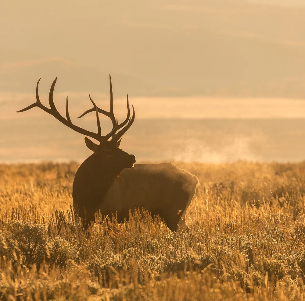 Professional Elk Hunt South Dakota Luxury Hunting Resort