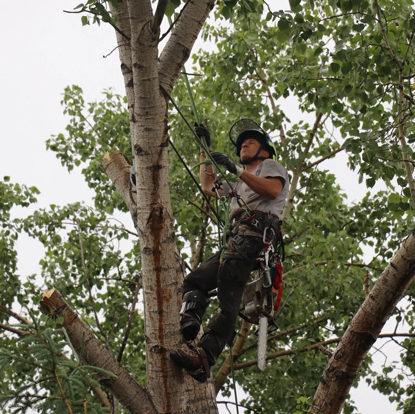 Winnipeg Tree Services Timberland Tree Arborists Improving the