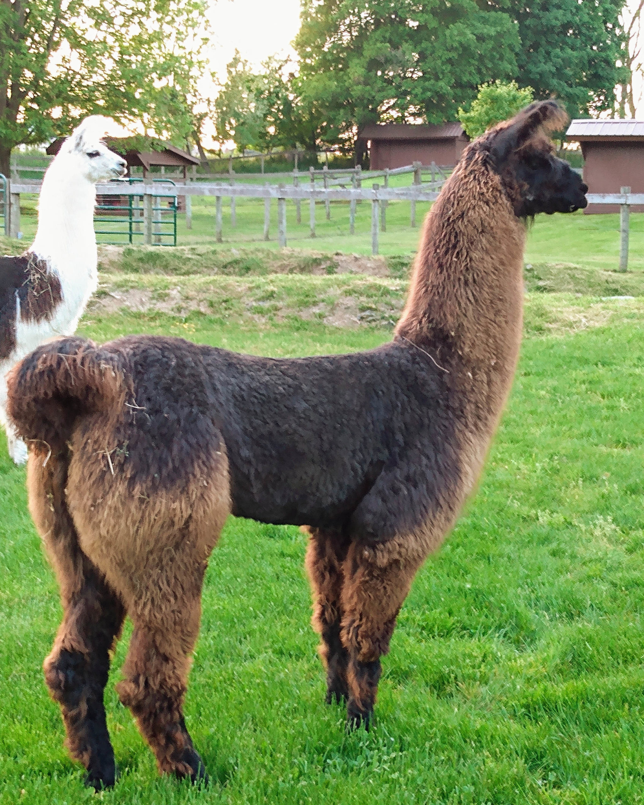 Llamas for Sale Timberlane LLamas