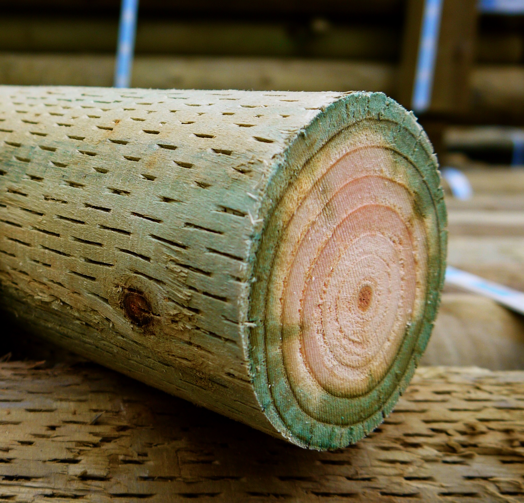 08 Understanding Timber Durability Timber Spec