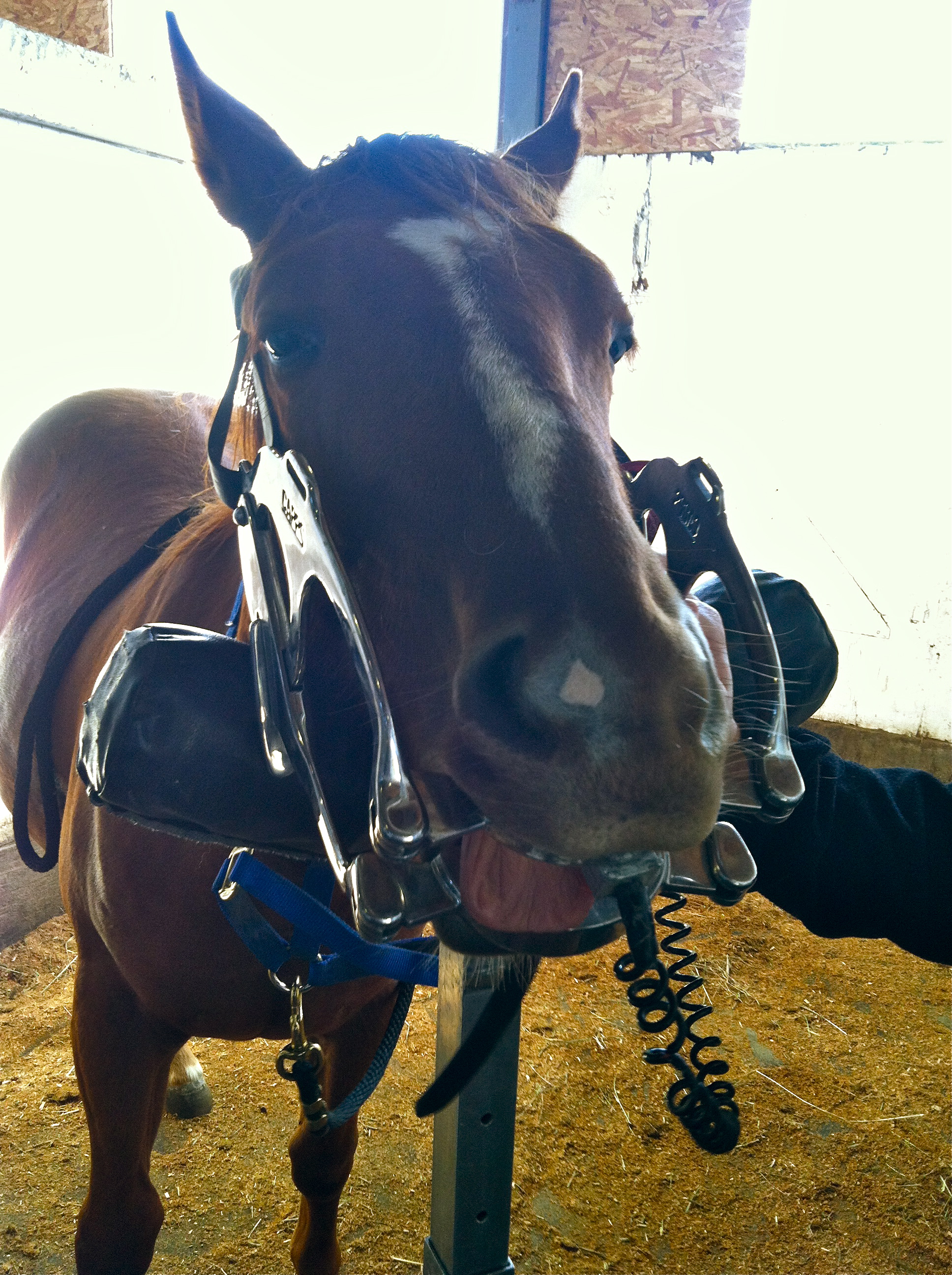 Wolf Teeth Removal Timber Tales