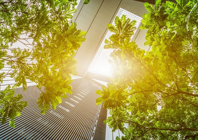 The Environmental Benefits of Urban Trees Improving Air Quality and