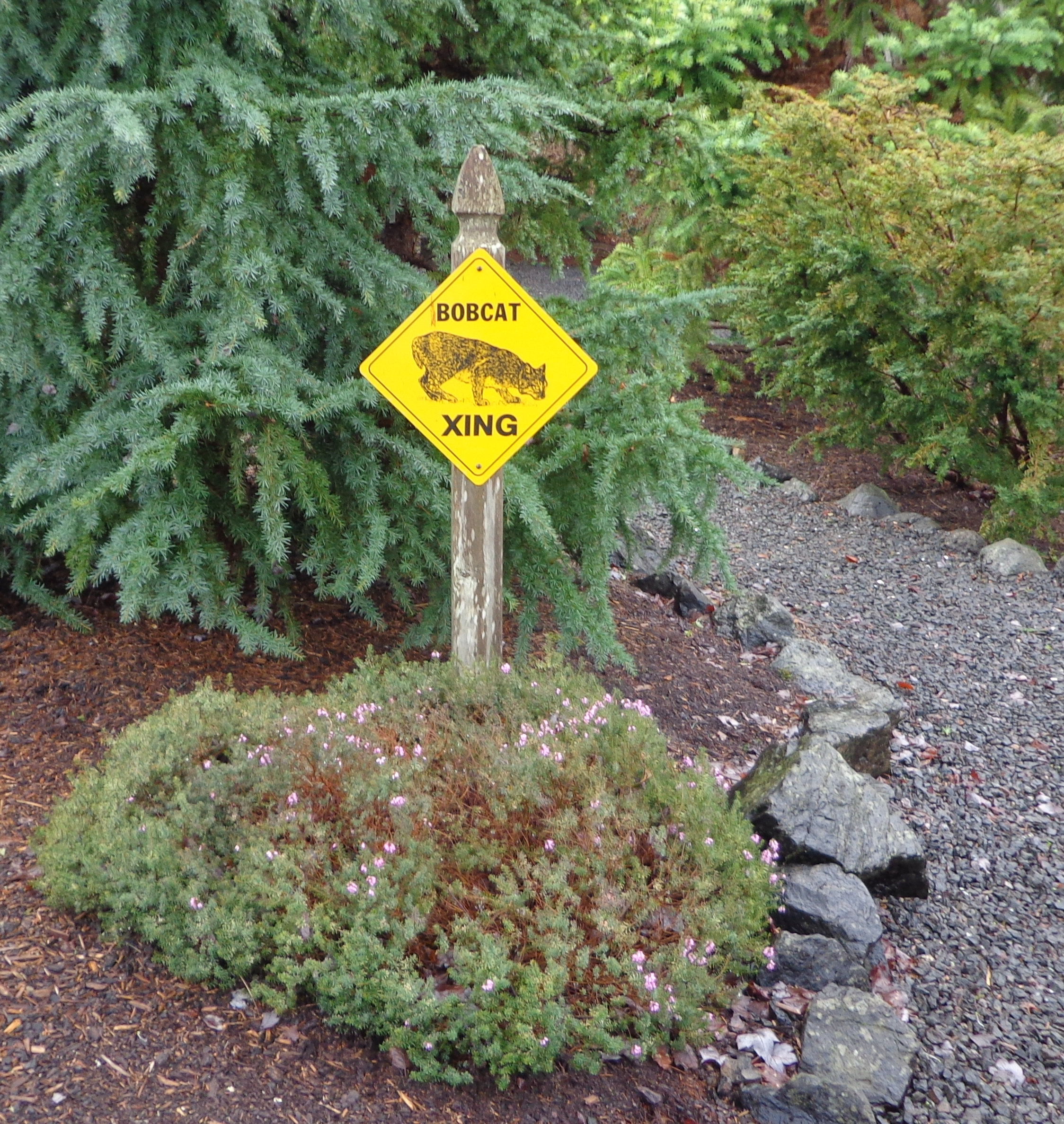 The Bobcat Mascot Timberton Village Home Owners Assocation