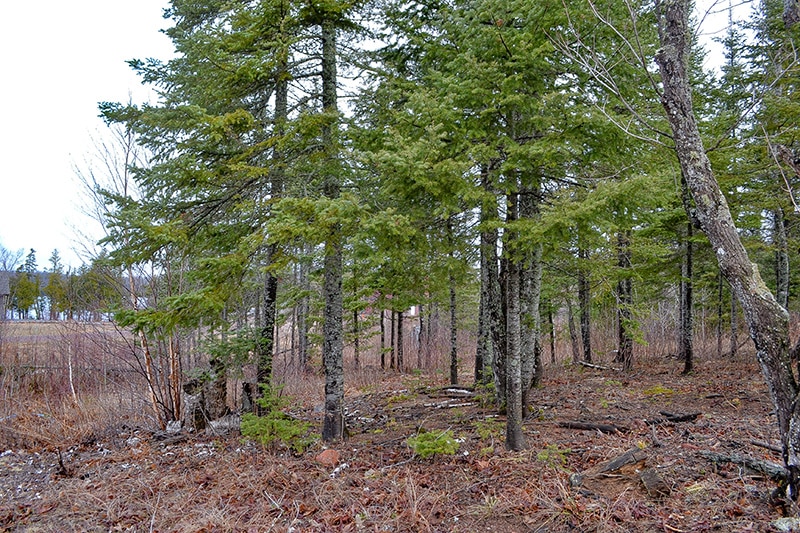 NEW! Affordable Lot at Ninemile Lake! TimberWolff Realty LLC