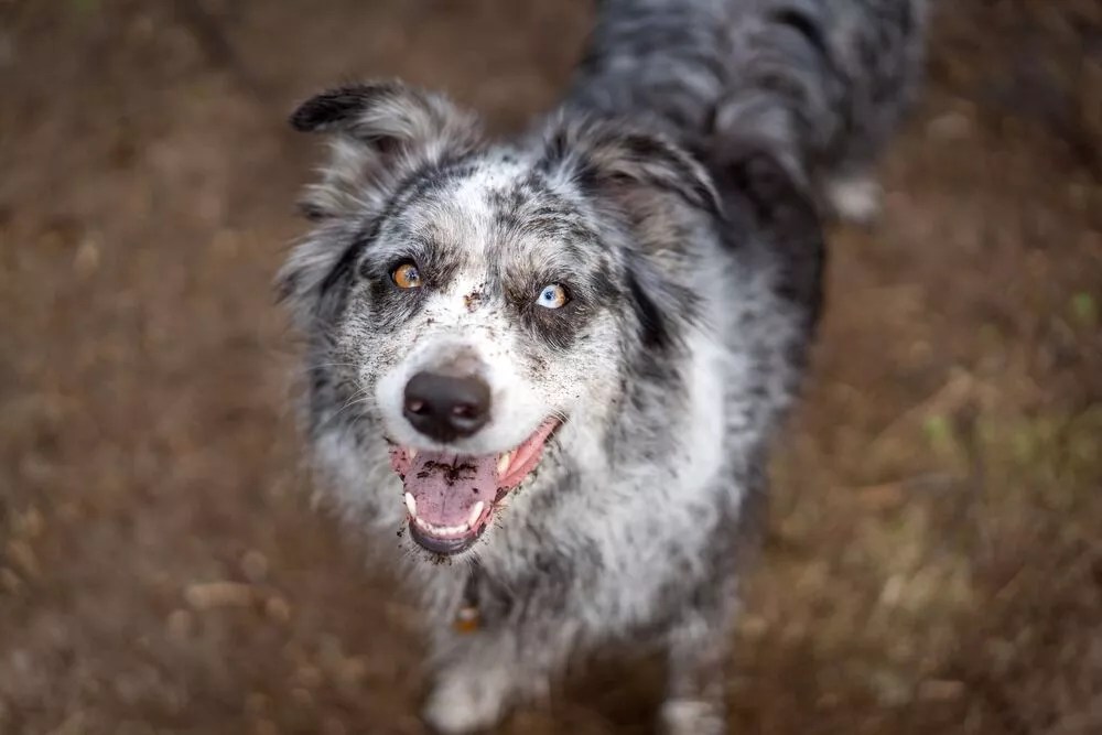 Black and White Australian Shepherd A WellKept Secret Uncovered